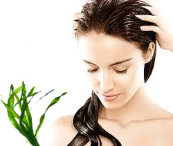 Seaweed Hair and Scalp Treatments for Hair Loss